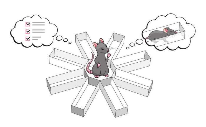 Ученые научились читать мысли крыс и предсказывать их дальнейшее поведение