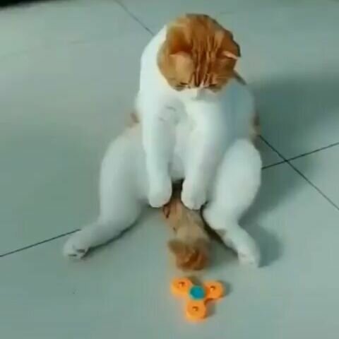 15 сообразительных котиков, которые совсем не так просты, как мы думали 15 сообразительных котиков, которые совсем не так просты, как мы думали Интересное